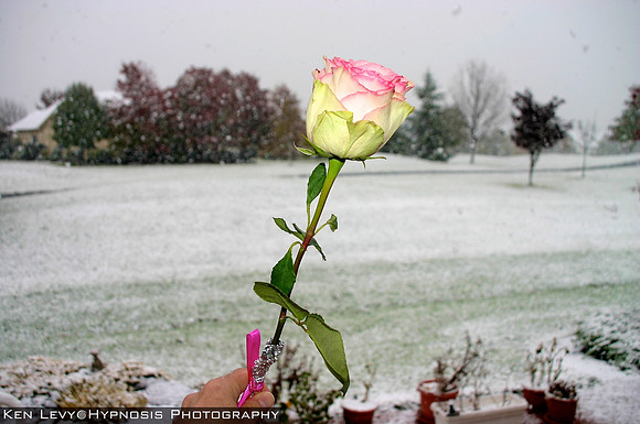Rose in the snow. For SH