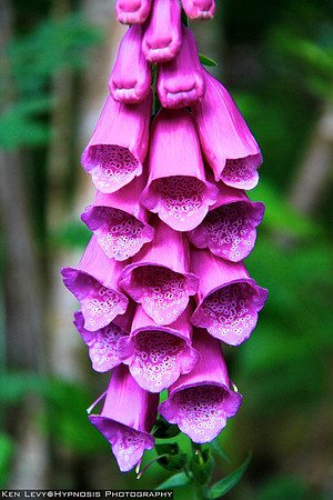 Foxglove, Cumbria England