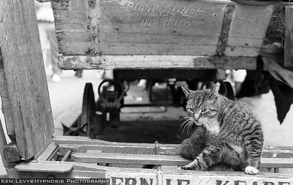 cat in London