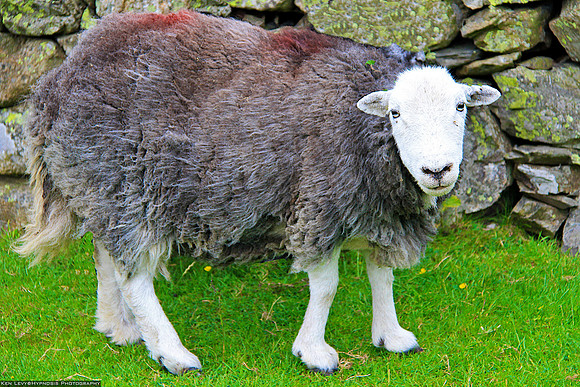 Sheep in Cumbria England