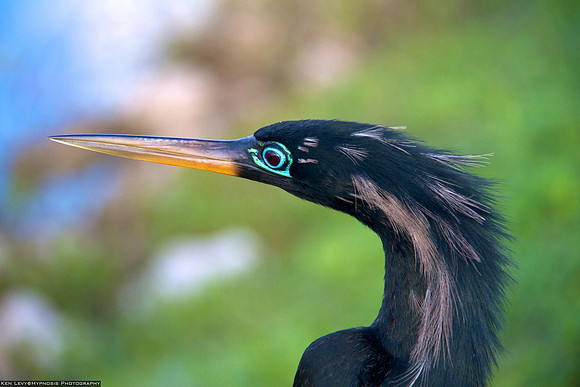 Everglades bird