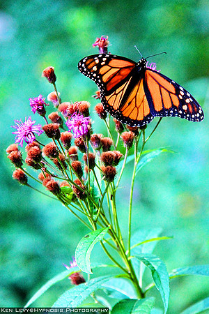monarch butterfly