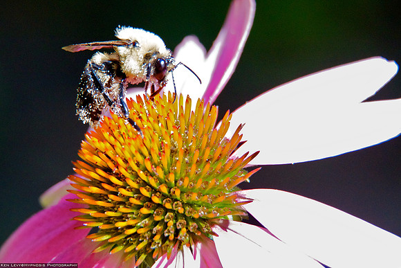 bee on echinacea