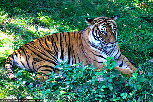 Tiger in the Bronx
