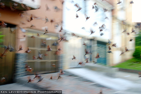 Doves in Buenos Aires, Medellin Colombia