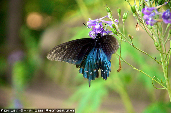 butterfly