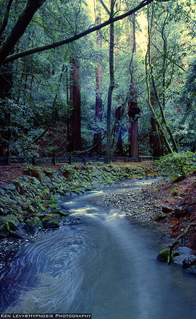 Muir Woods