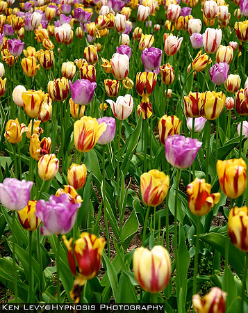tulips, BBG