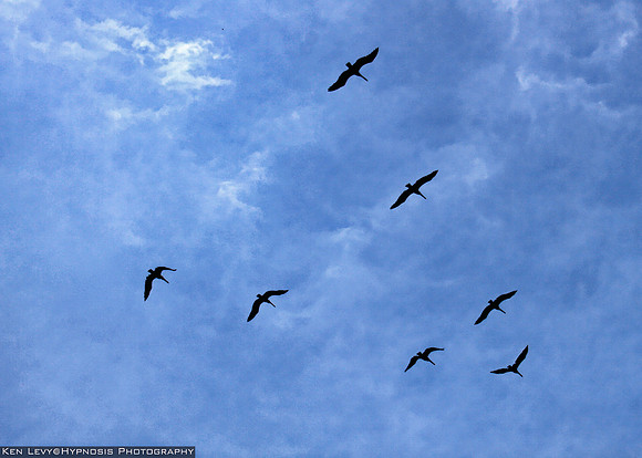 Flock flying Barranquilla Colombia