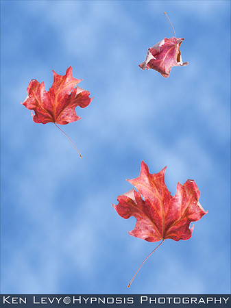 falling leaves
