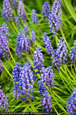 bluebells
