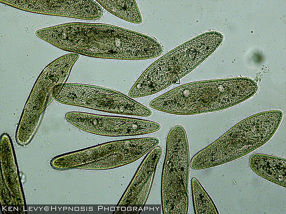 Paramecium Woodstock