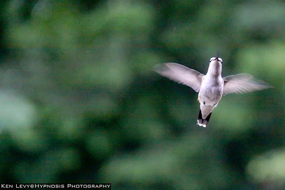 hummingbird, NH