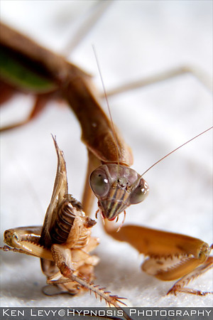 Mantid with cricket