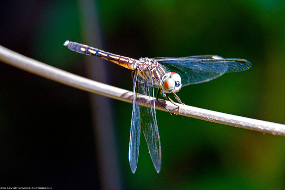 Dragonfly
