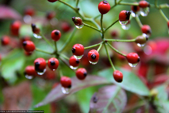 berries, NJ