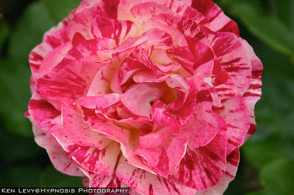 Portland rose garden