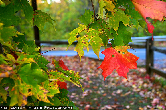 fall leaves, PA