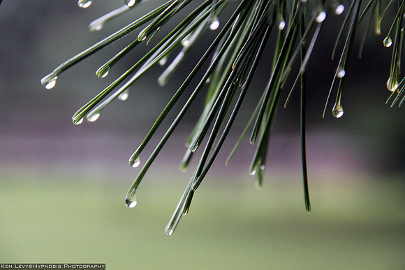 Crying pines, PA