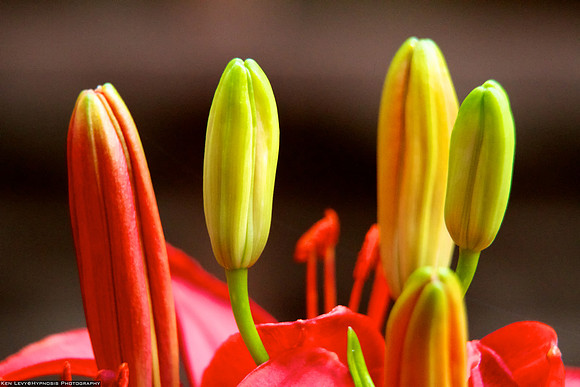 Lillies from my garden